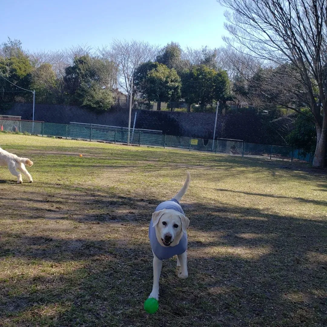 朝は公園でたっぷり運動♪