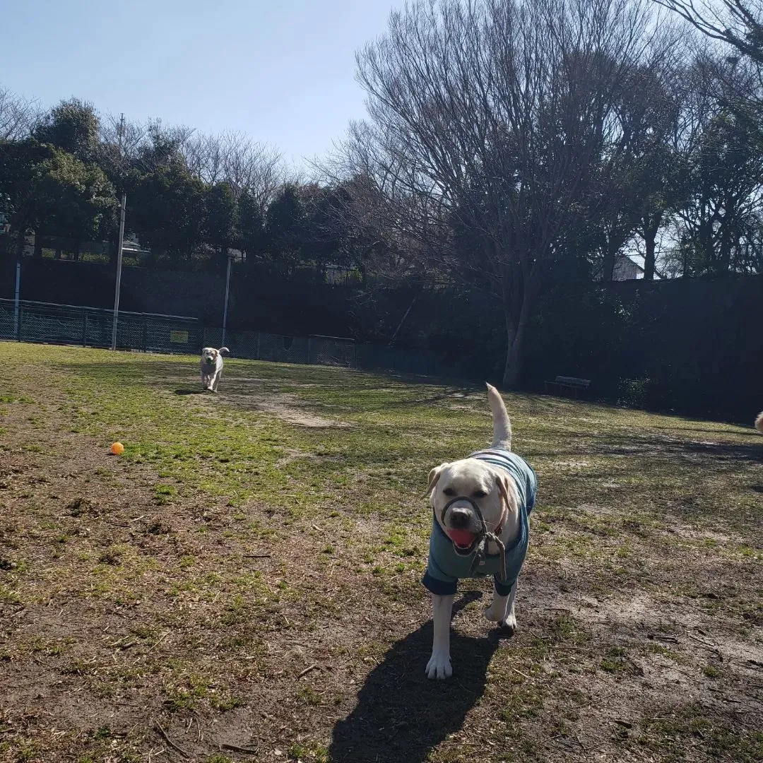 朝は公園でたっぷり運動♪