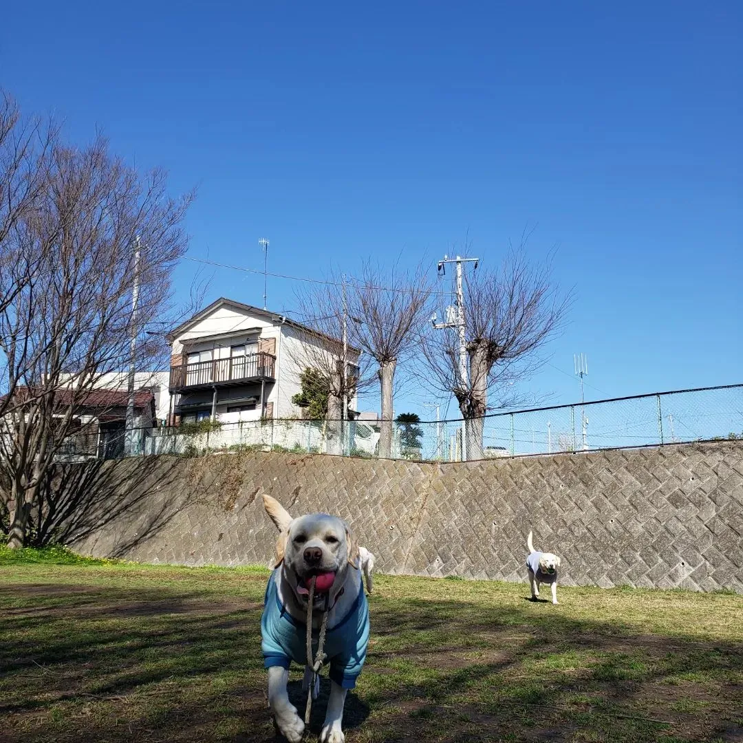 朝は公園でたっぷり運動♪