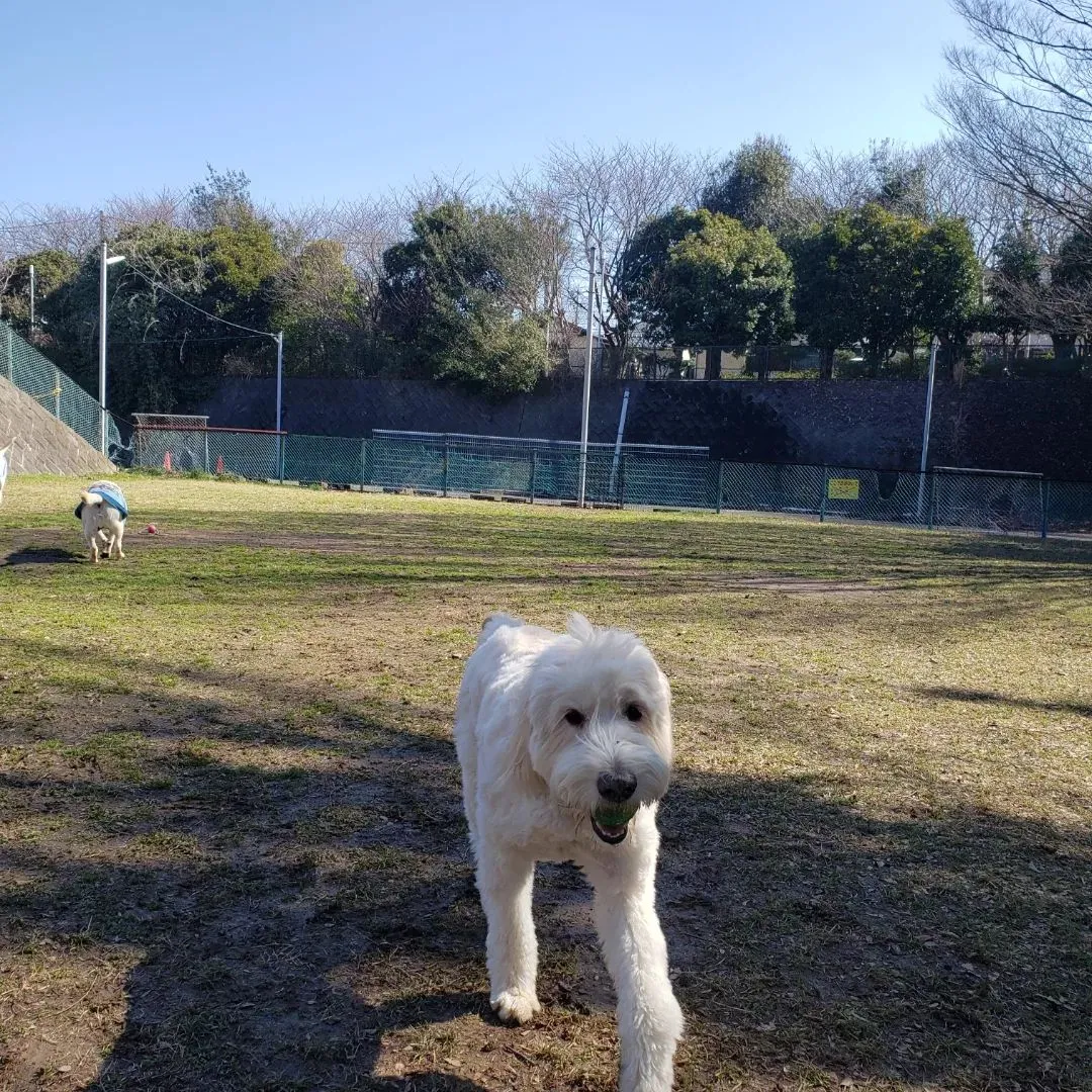 朝は公園でたっぷり運動♪