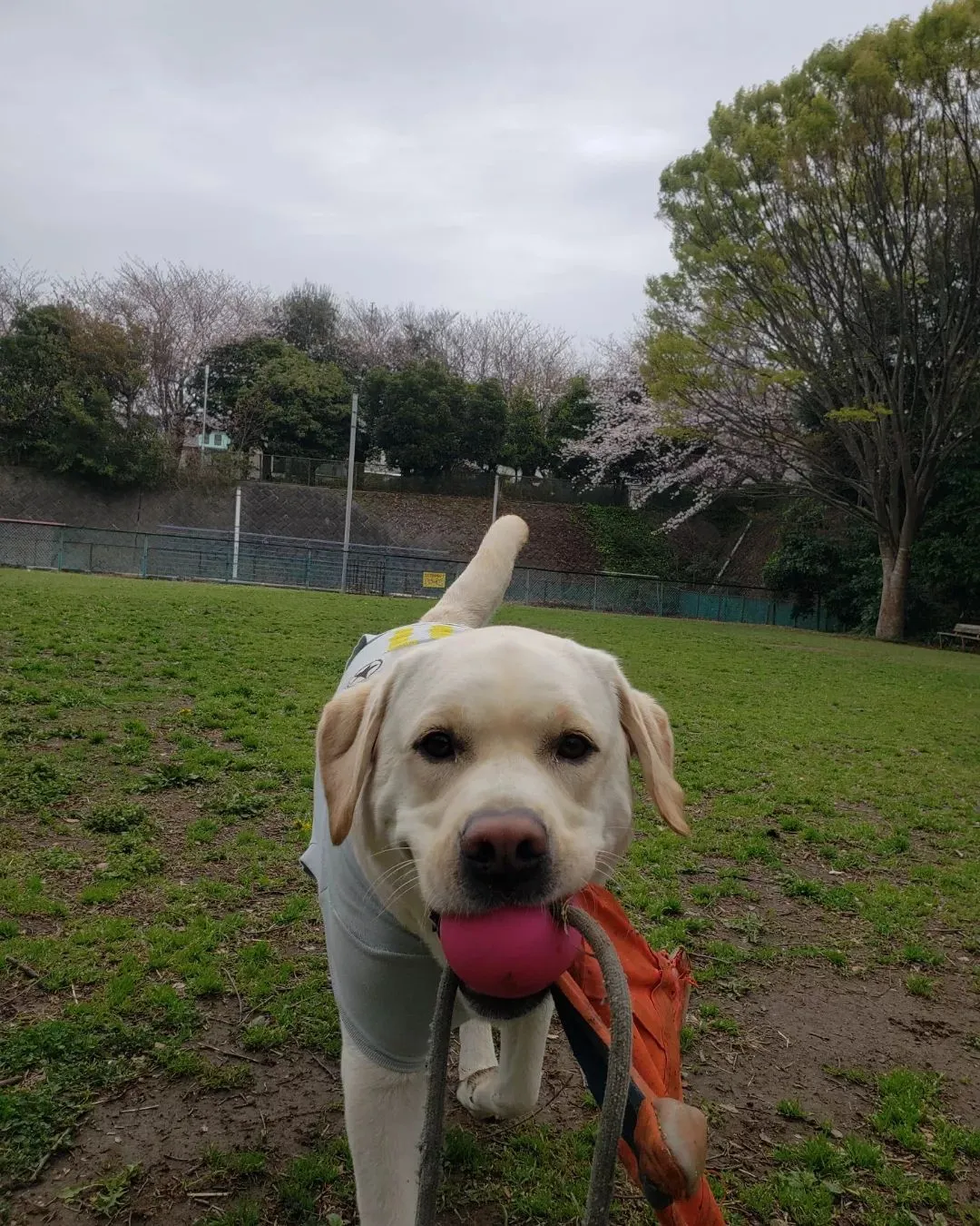 公園は桜満開🌸