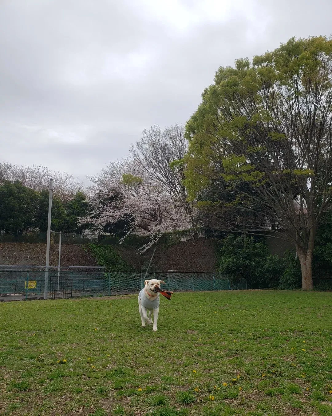 公園は桜満開🌸