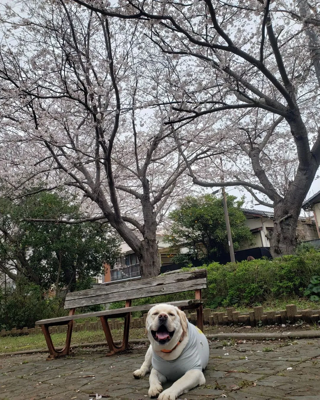 公園は桜満開🌸