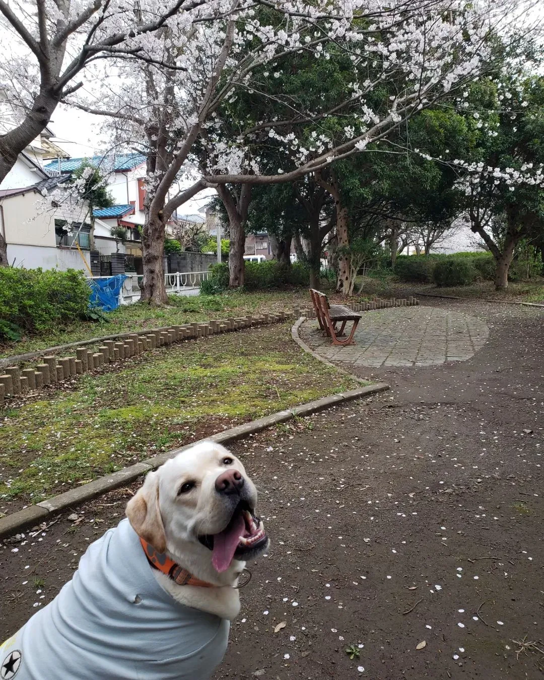 公園は桜満開🌸