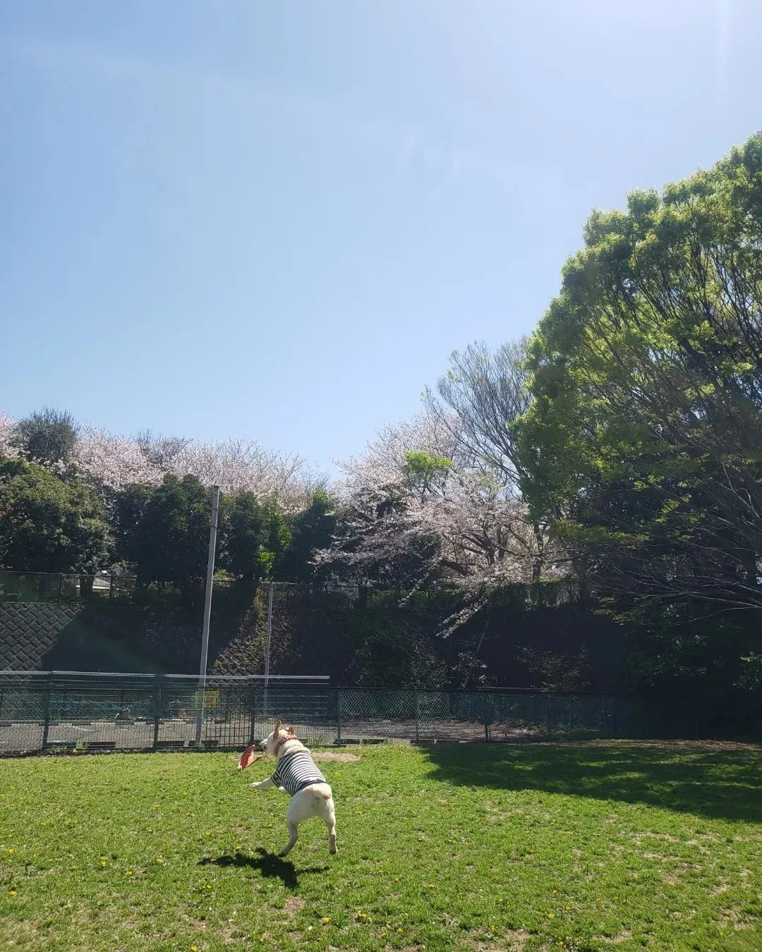 春の嵐も去ってめっちゃいいお天気になってたっぷり遊べたね😊