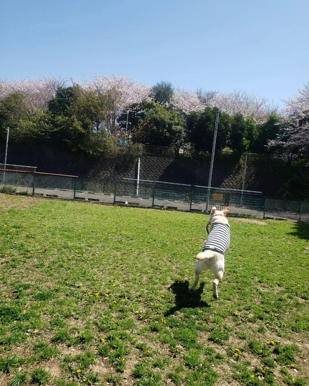 春の嵐も去ってめっちゃいいお天気になってたっぷり遊べたね😊