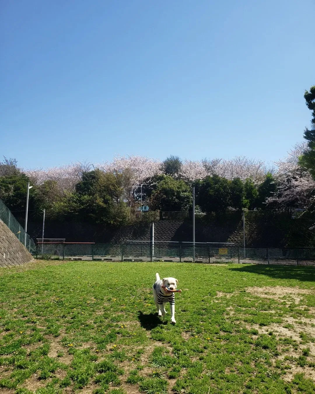 春の嵐も去ってめっちゃいいお天気になってたっぷり遊べたね😊