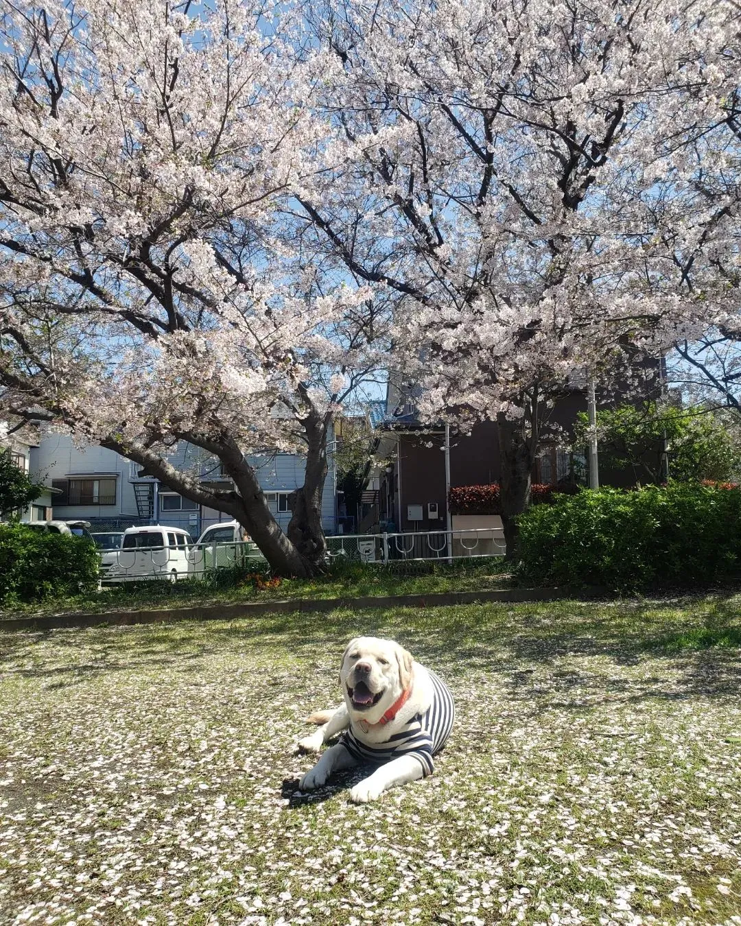 春の嵐も去ってめっちゃいいお天気になってたっぷり遊べたね😊