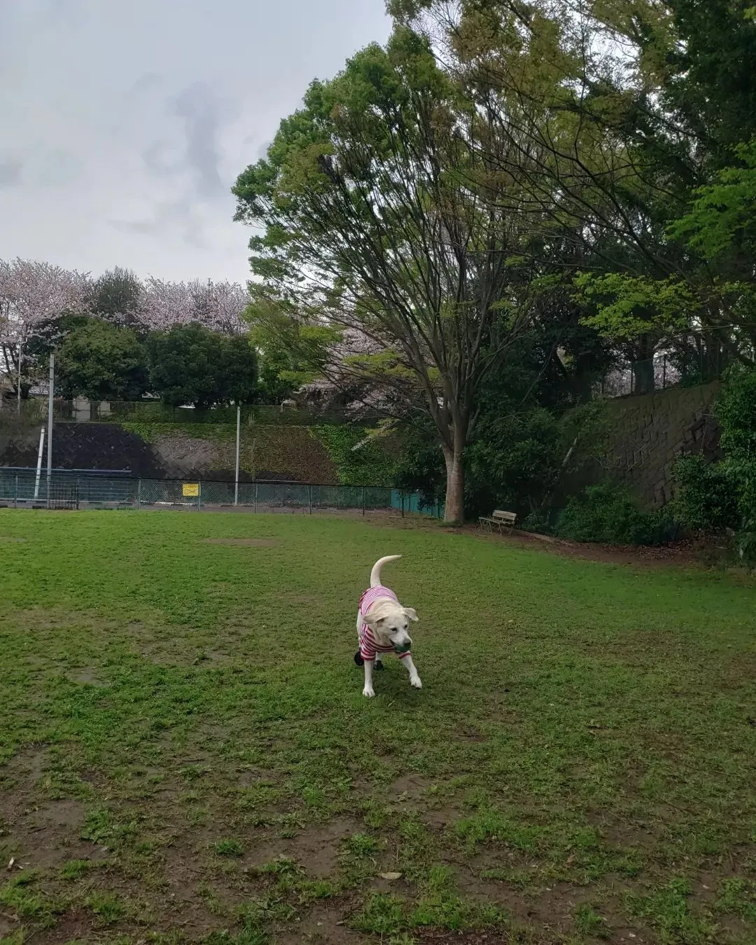 雨がふったりやんだりでしていたのでやんでる間に急いで公園へ♪