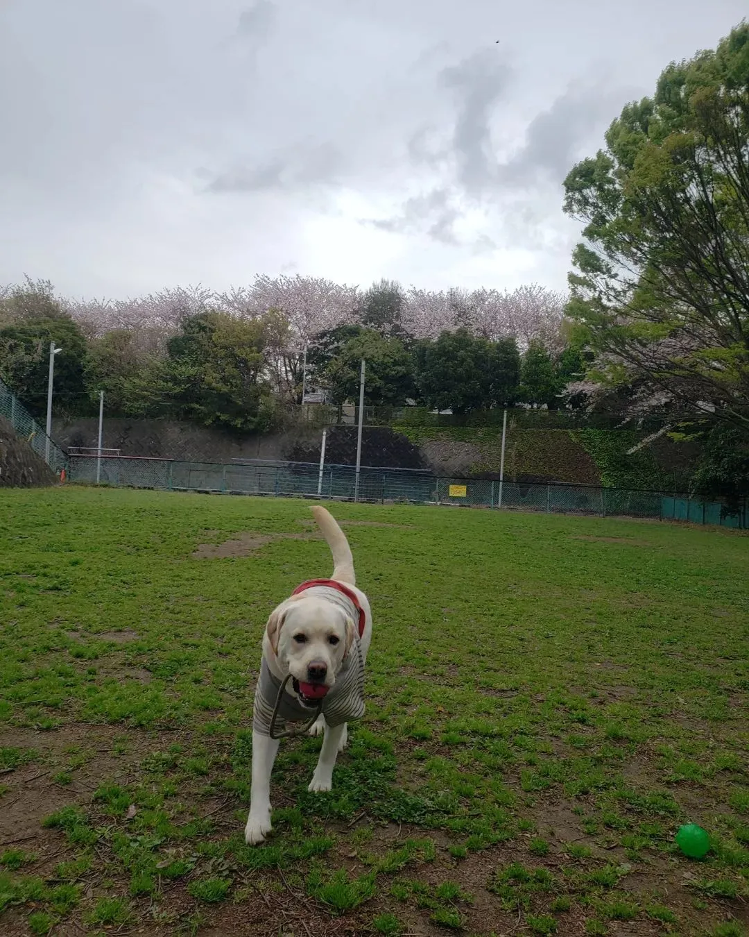 雨がふったりやんだりでしていたのでやんでる間に急いで公園へ♪