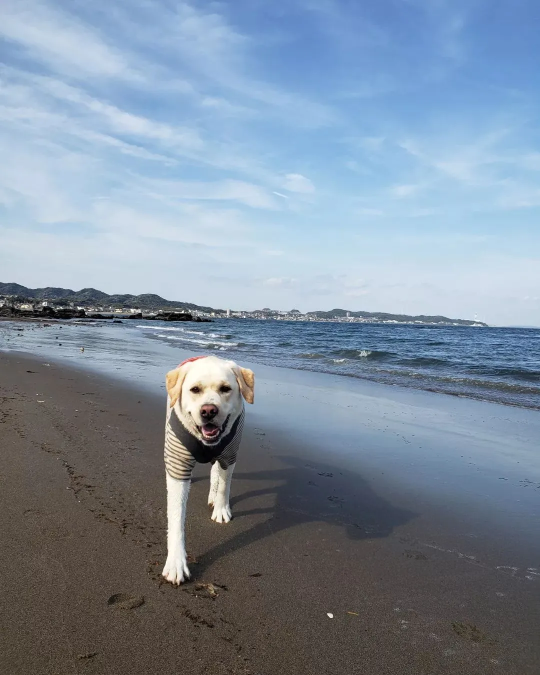 今日はお天気も良いので海岸へ♪