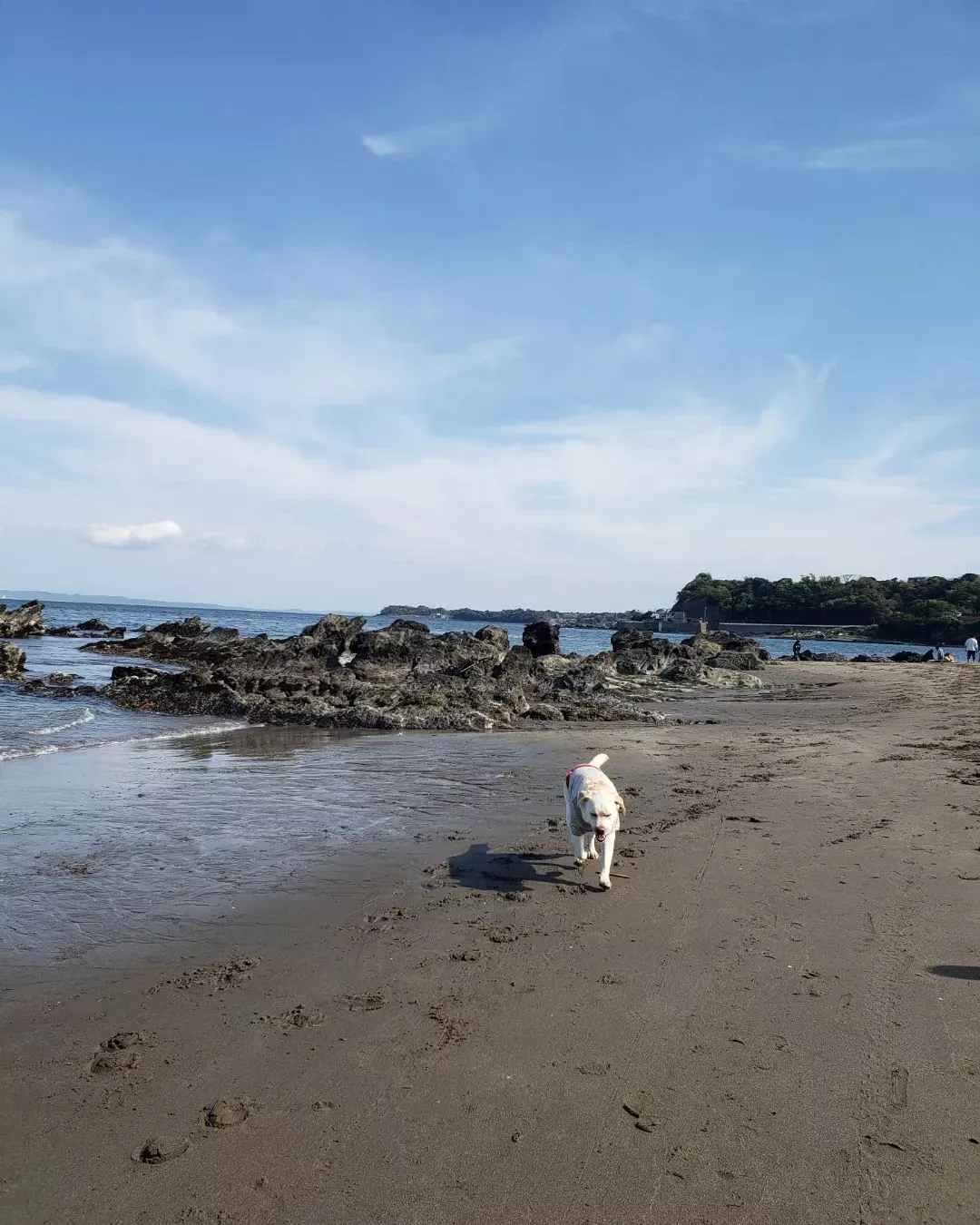 今日はお天気も良いので海岸へ♪