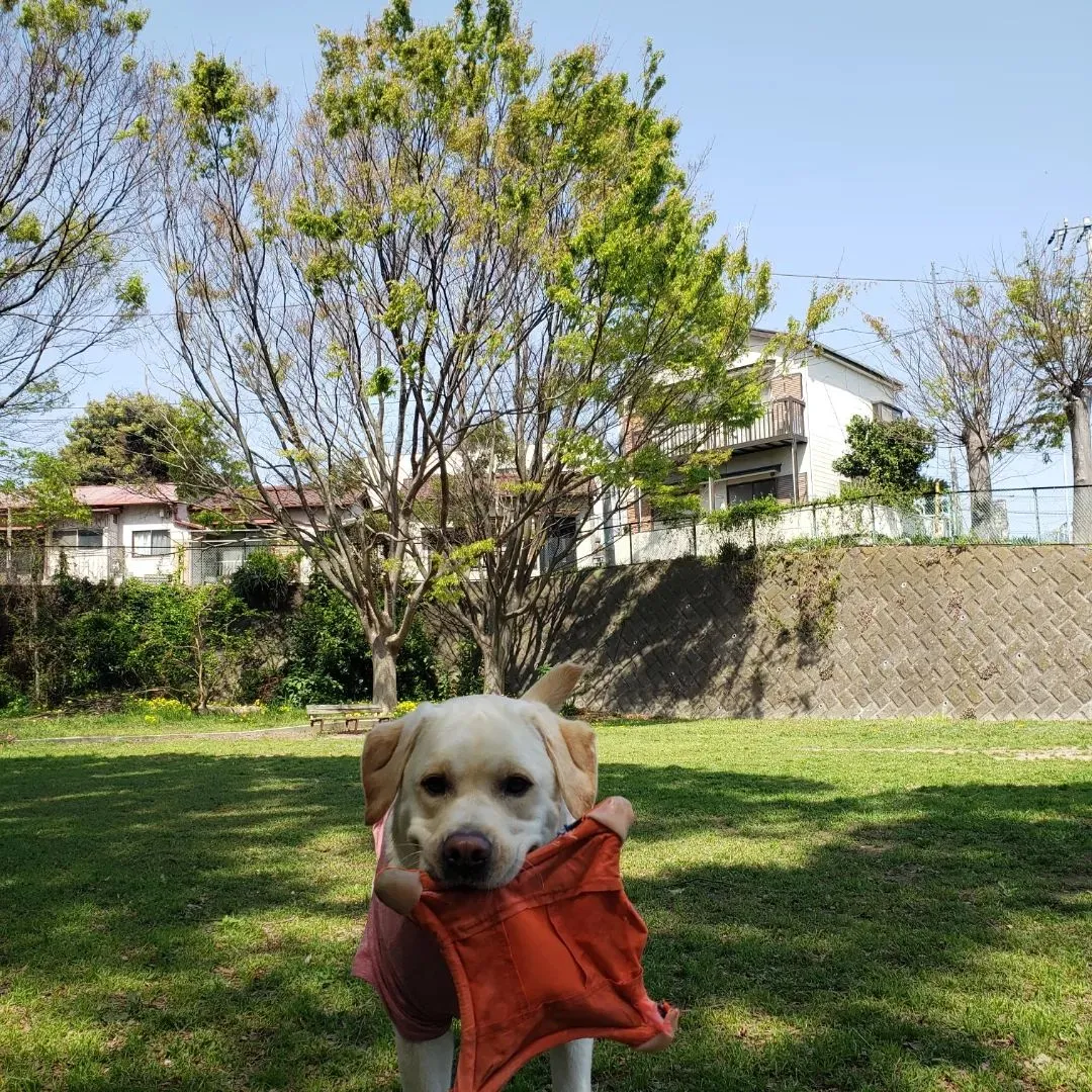 今日のレッスンがんばったハル君💓