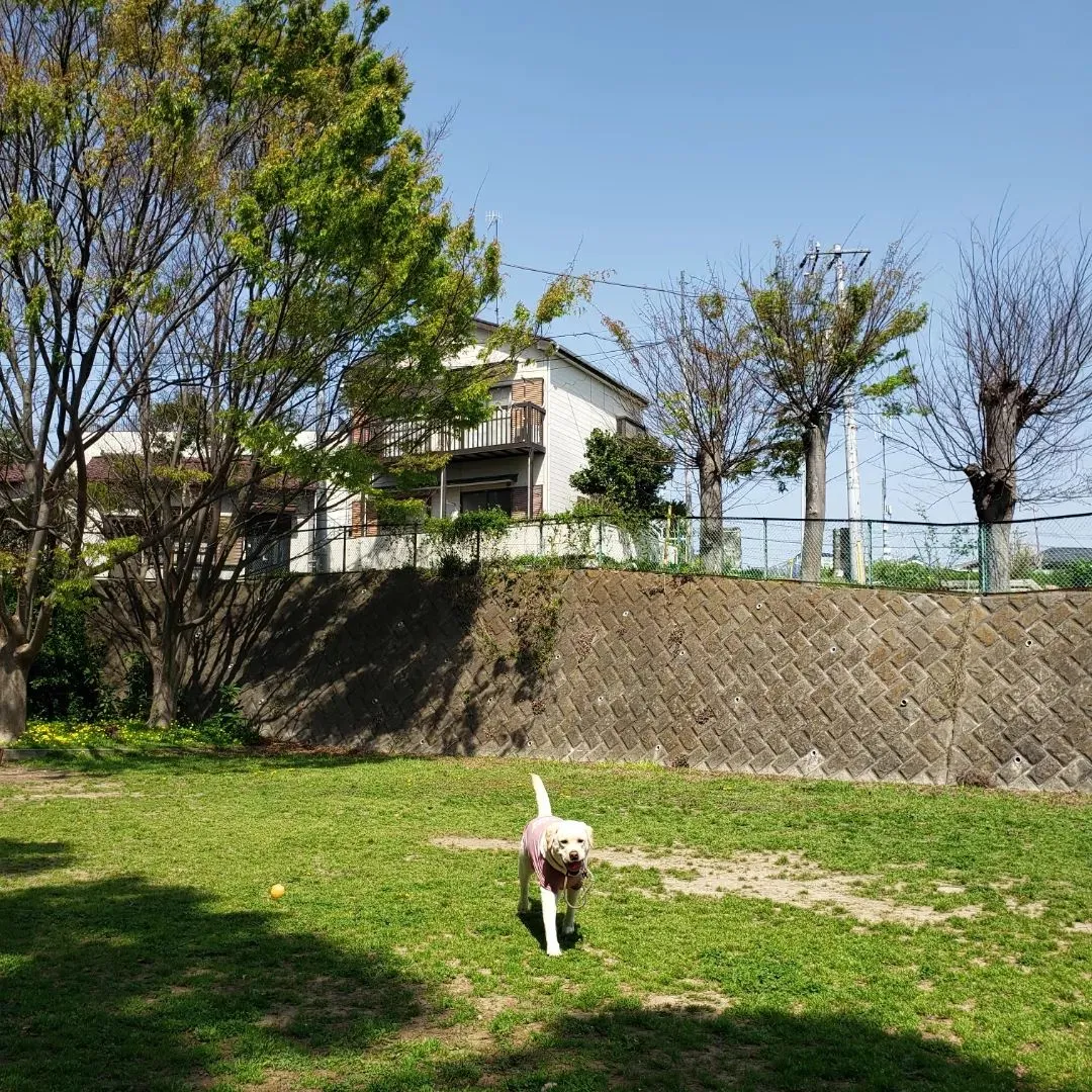 今日のレッスンがんばったハル君💓