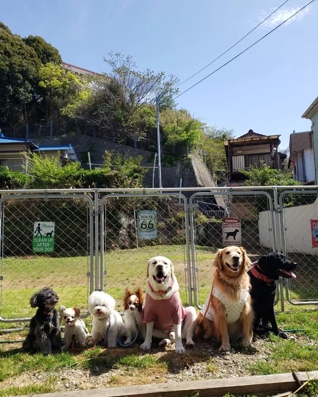 今日もいっぱい遊んで楽しんだわんこさん💓 | ブログ | 神奈川県三浦市のペットシッターならわんこといっしょ