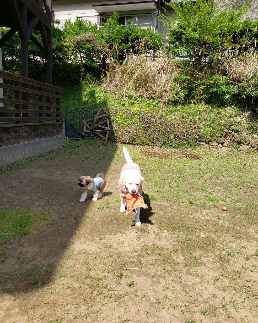 今日もいっぱい遊んで楽しんだわんこさん💓