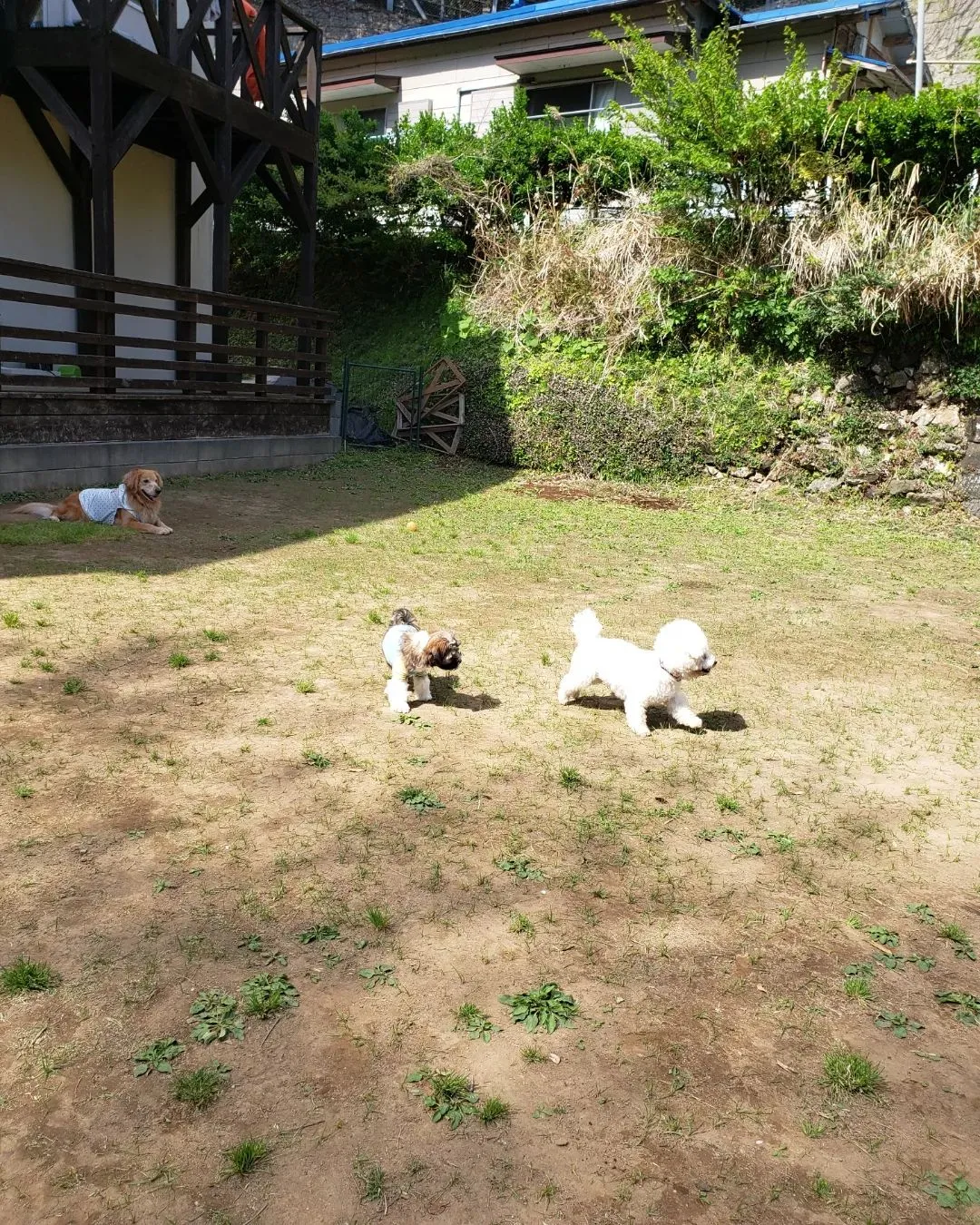 今日もいっぱい遊んで楽しんだわんこさん💓