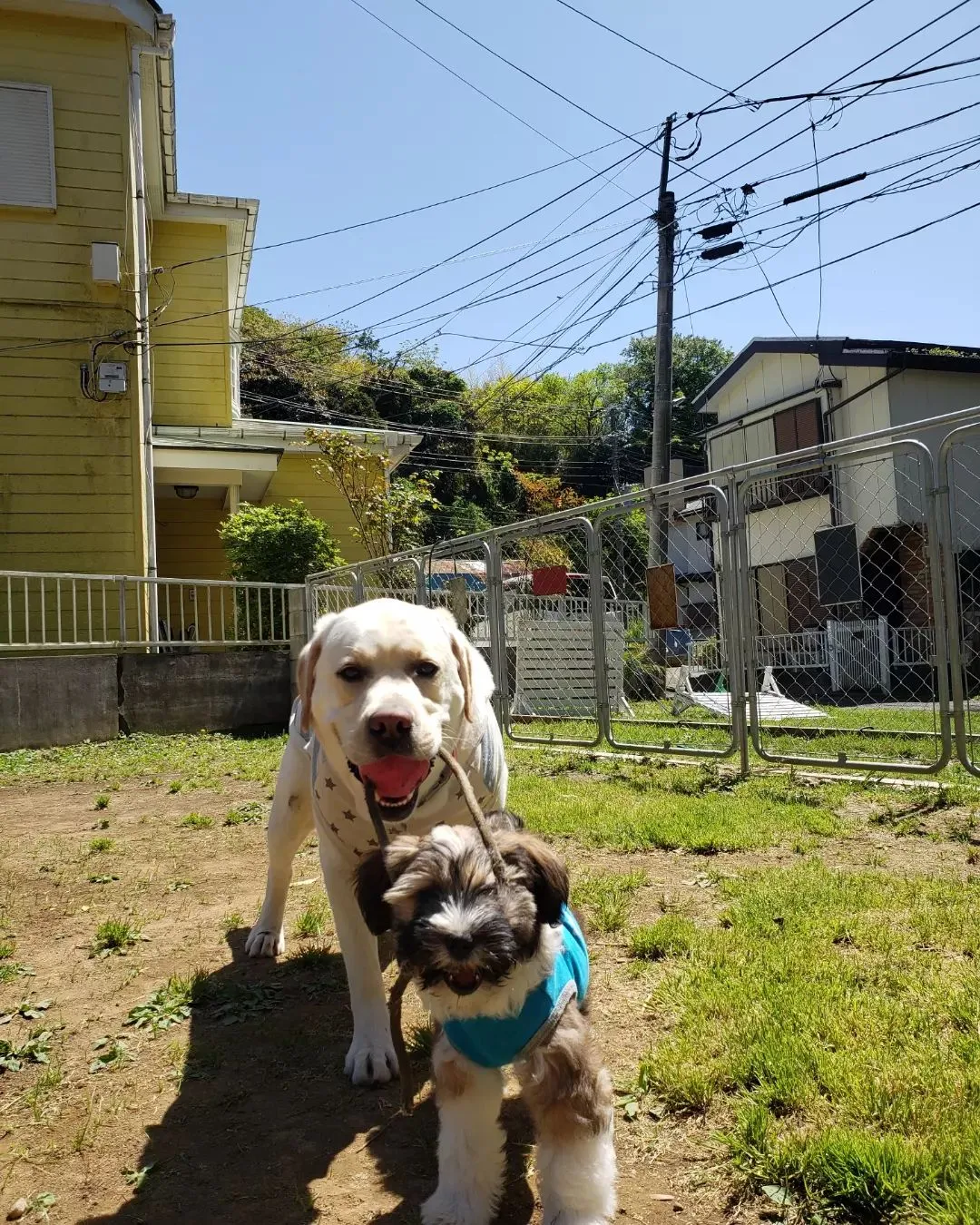 ランでたっぷり遊んだわんこさん💓