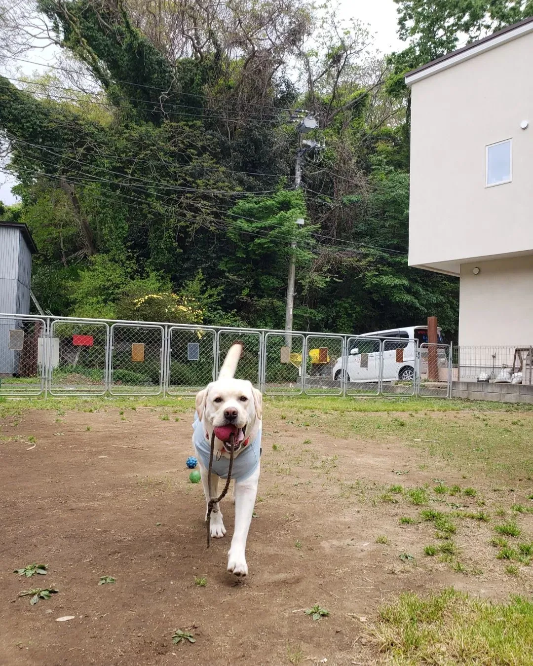 ランで遊ぶわんこさん💓