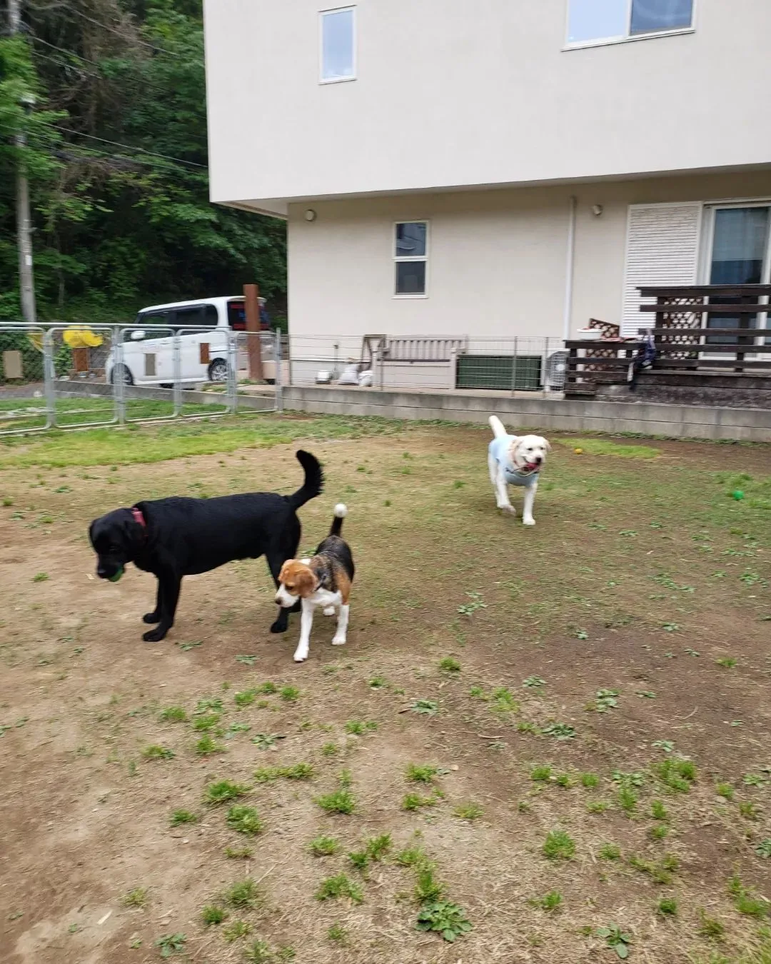 ランで遊ぶわんこさん💓