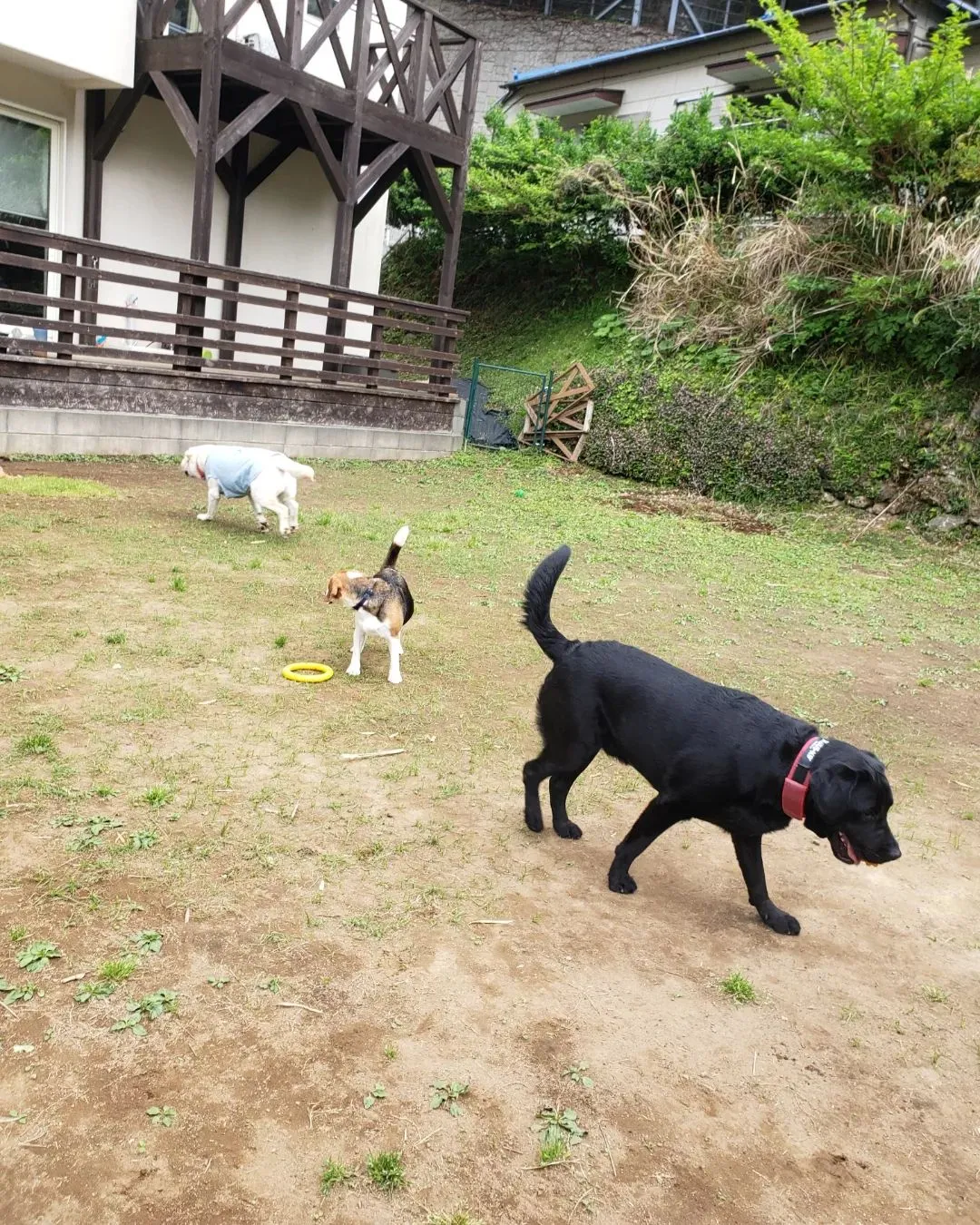 ランで遊ぶわんこさん💓