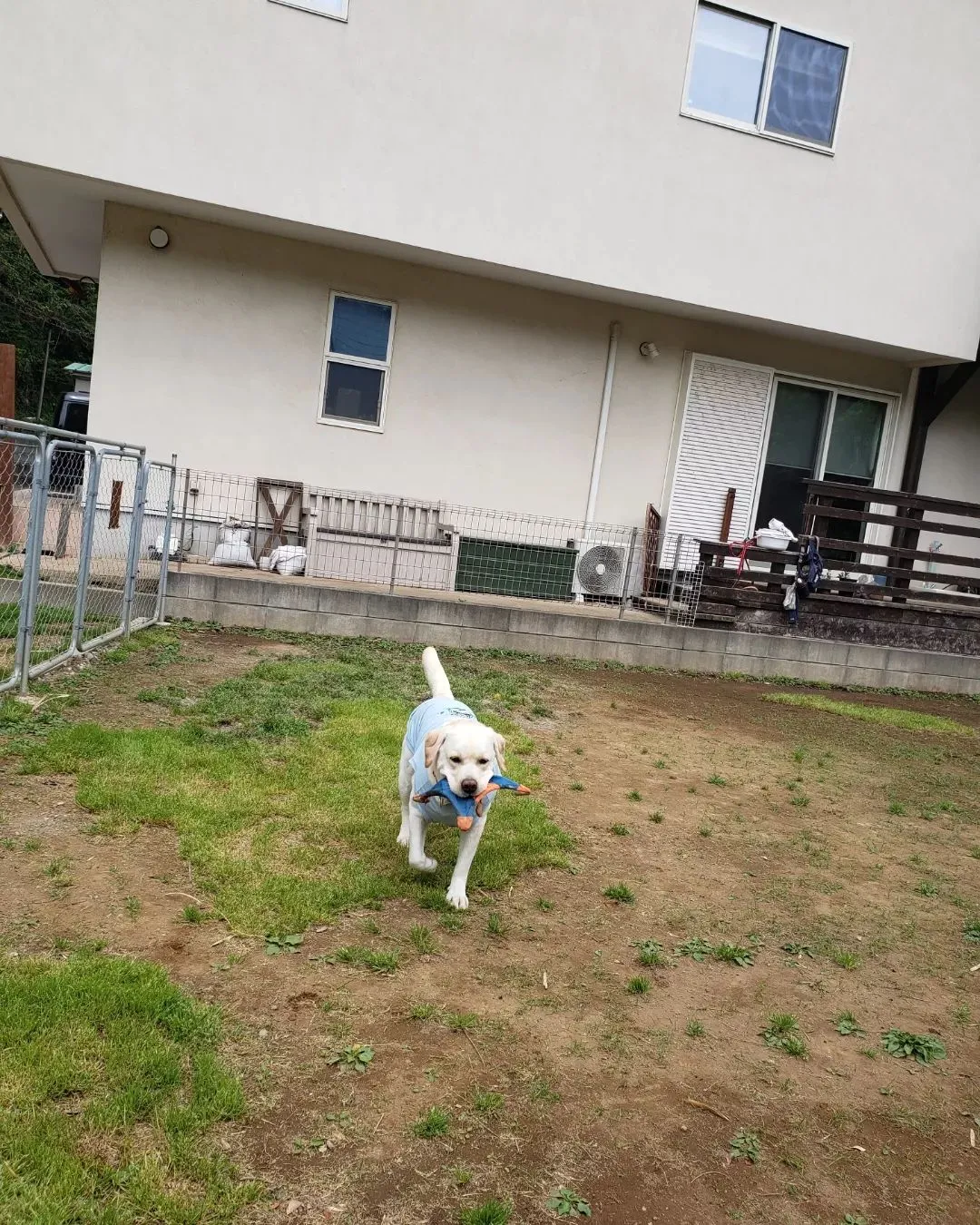 ランで遊ぶわんこさん💓