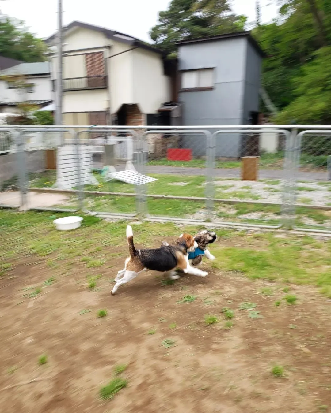 ランで遊ぶわんこさん💓