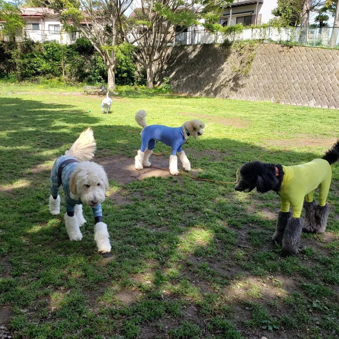 今日は大型犬dayになりました♪