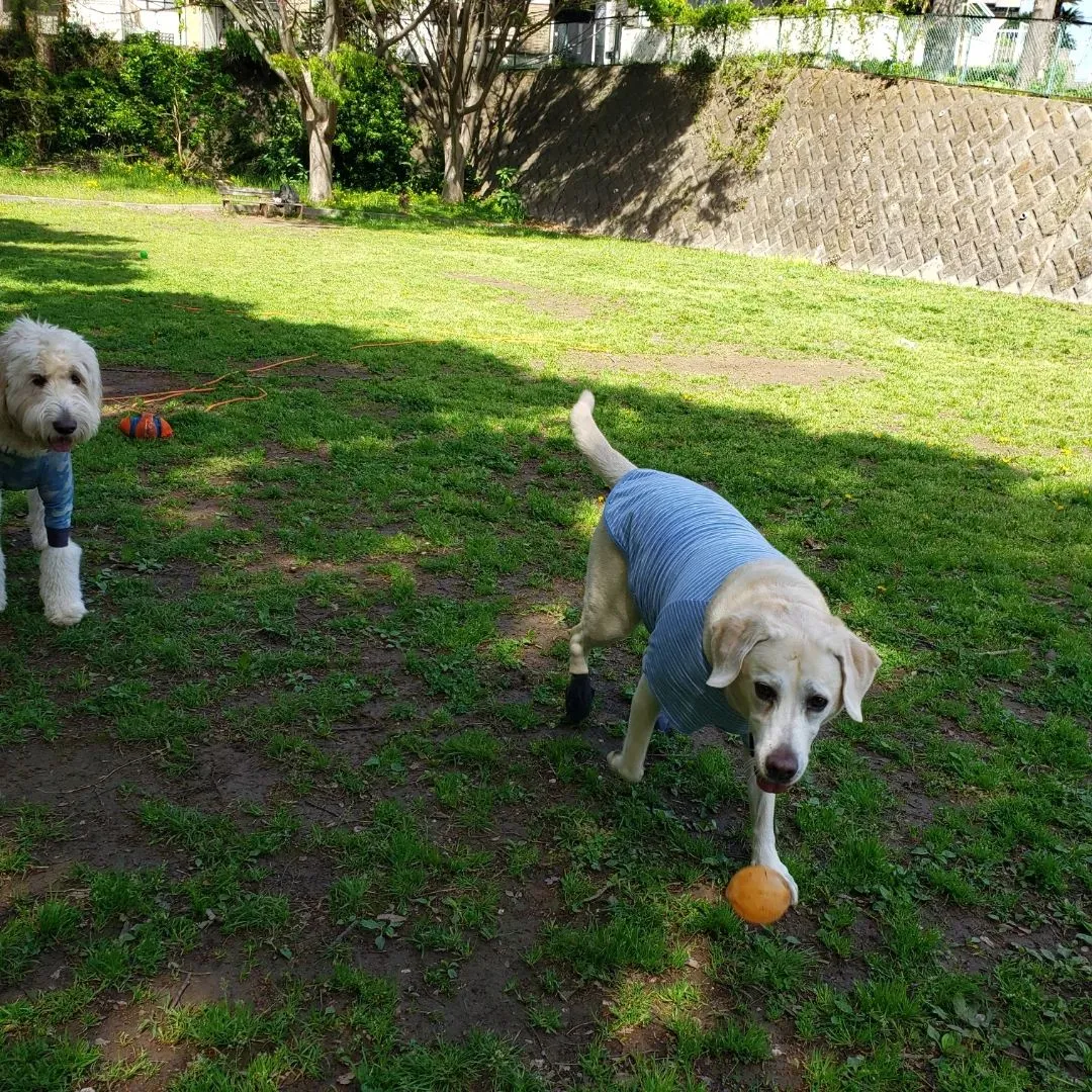 今日は大型犬dayになりました♪