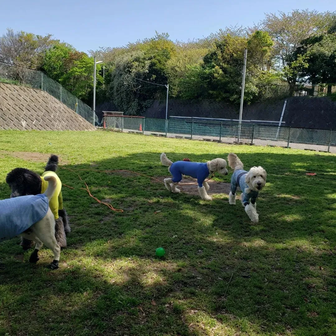 今日は大型犬dayになりました♪