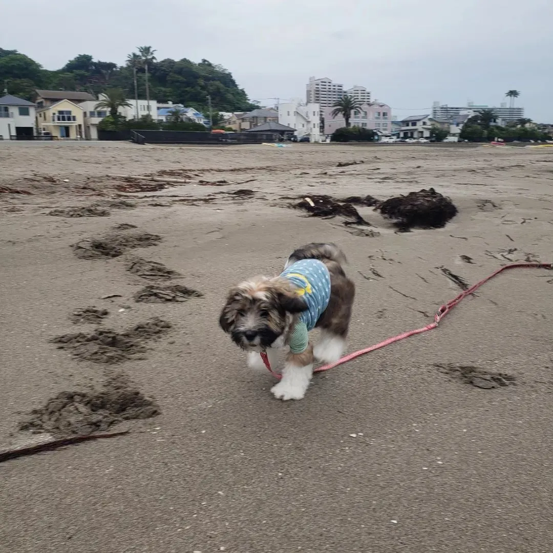 今日ロデイは初めて行く場所のお散歩と海デビューしました♪