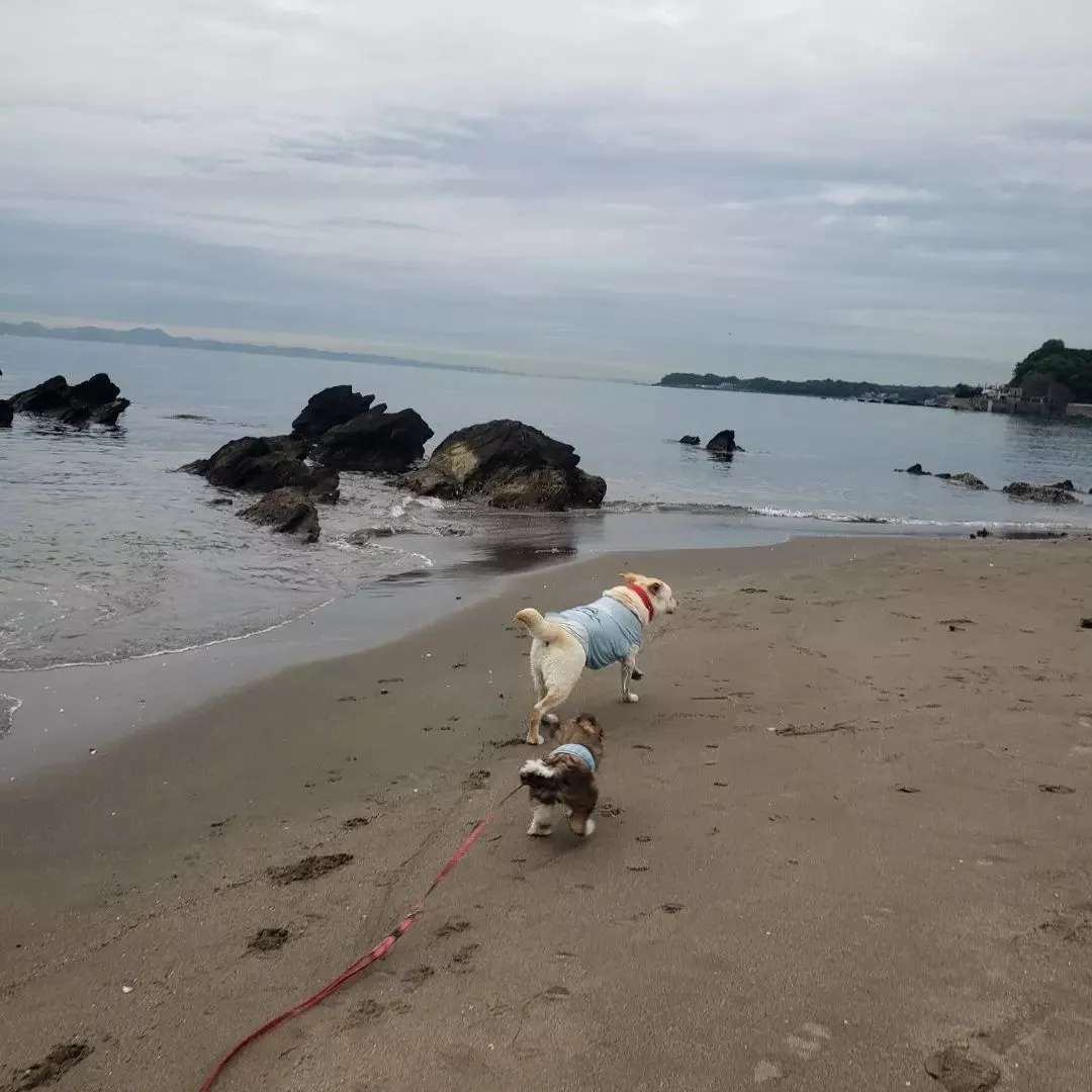 今日ロデイは初めて行く場所のお散歩と海デビューしました♪