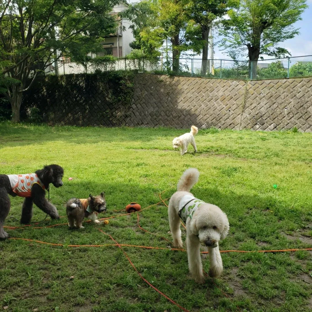 午後からは公園でおもちゃ遊び♪