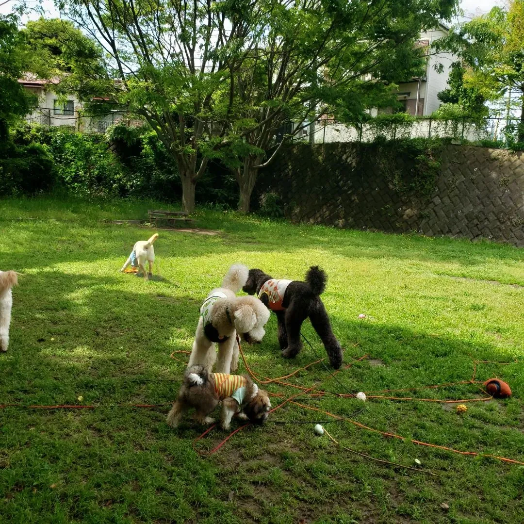 午後からは公園でおもちゃ遊び♪