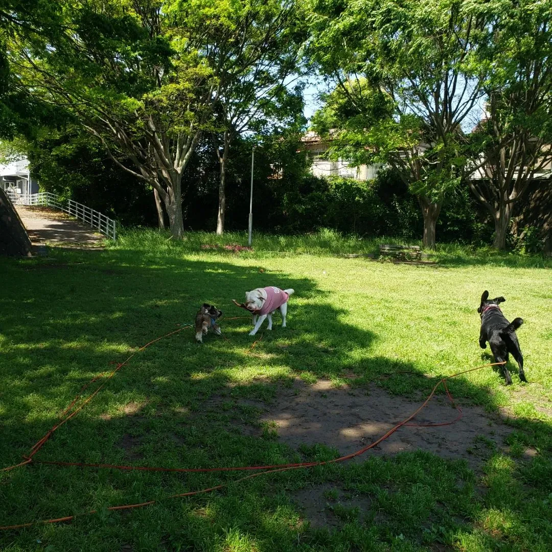 雨がやんで良いお天気になったのでお外でたっぷり運動です😊