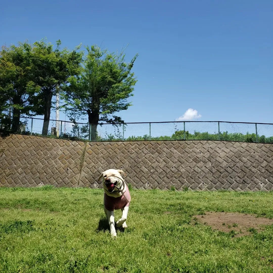 雨がやんで良いお天気になったのでお外でたっぷり運動です😊