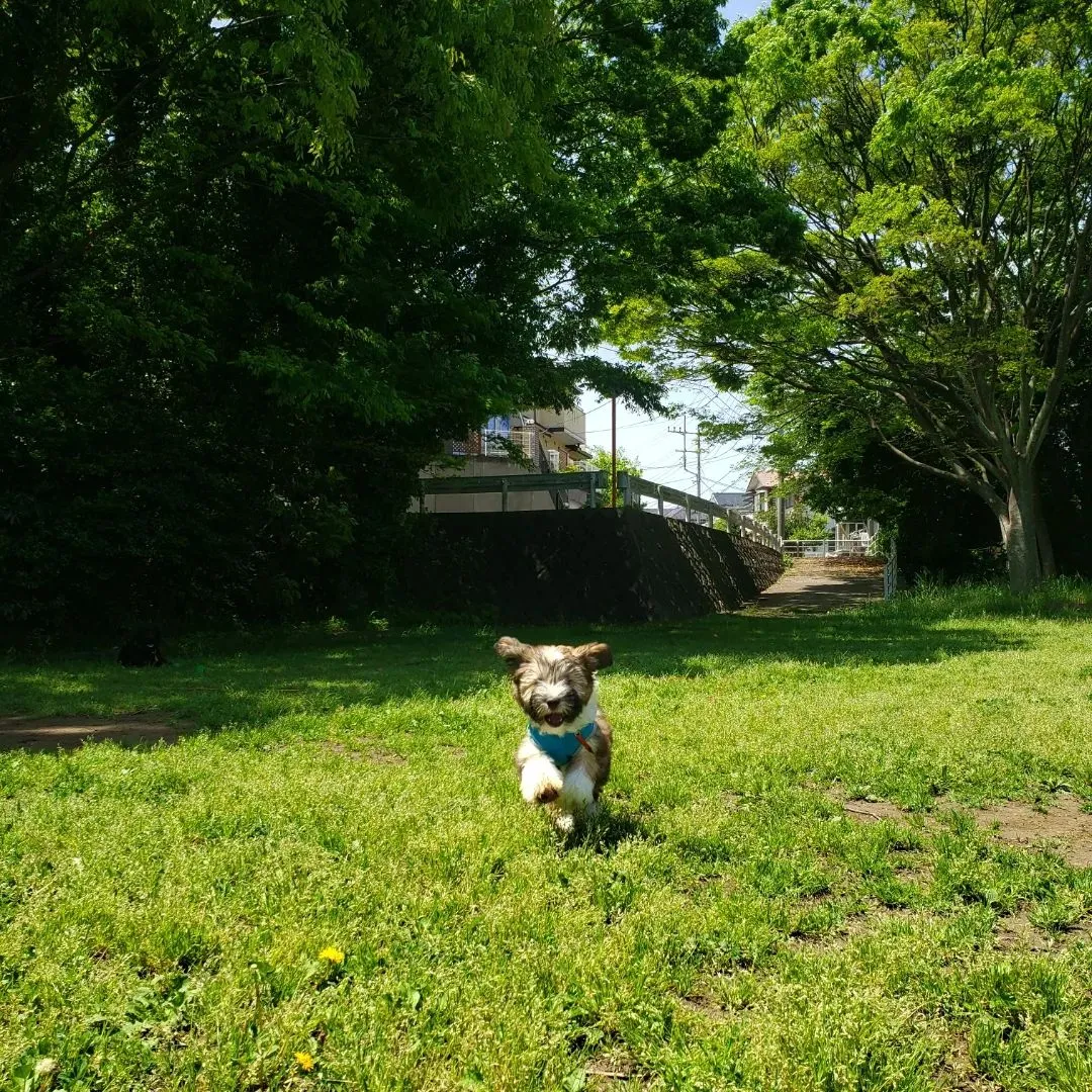 雨がやんで良いお天気になったのでお外でたっぷり運動です😊