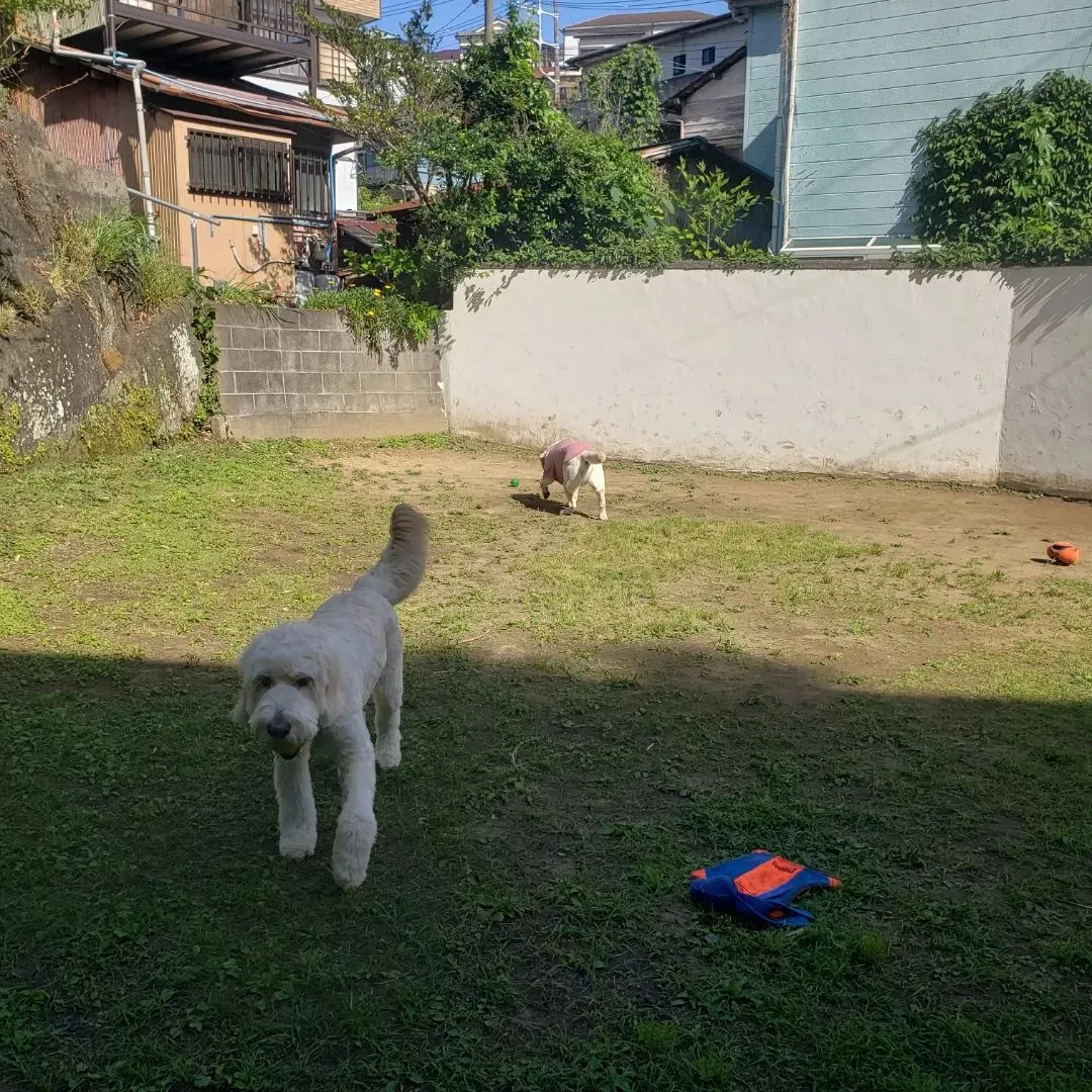 昨日はゼクス君と3ぴきでいっぱい遊びました♪