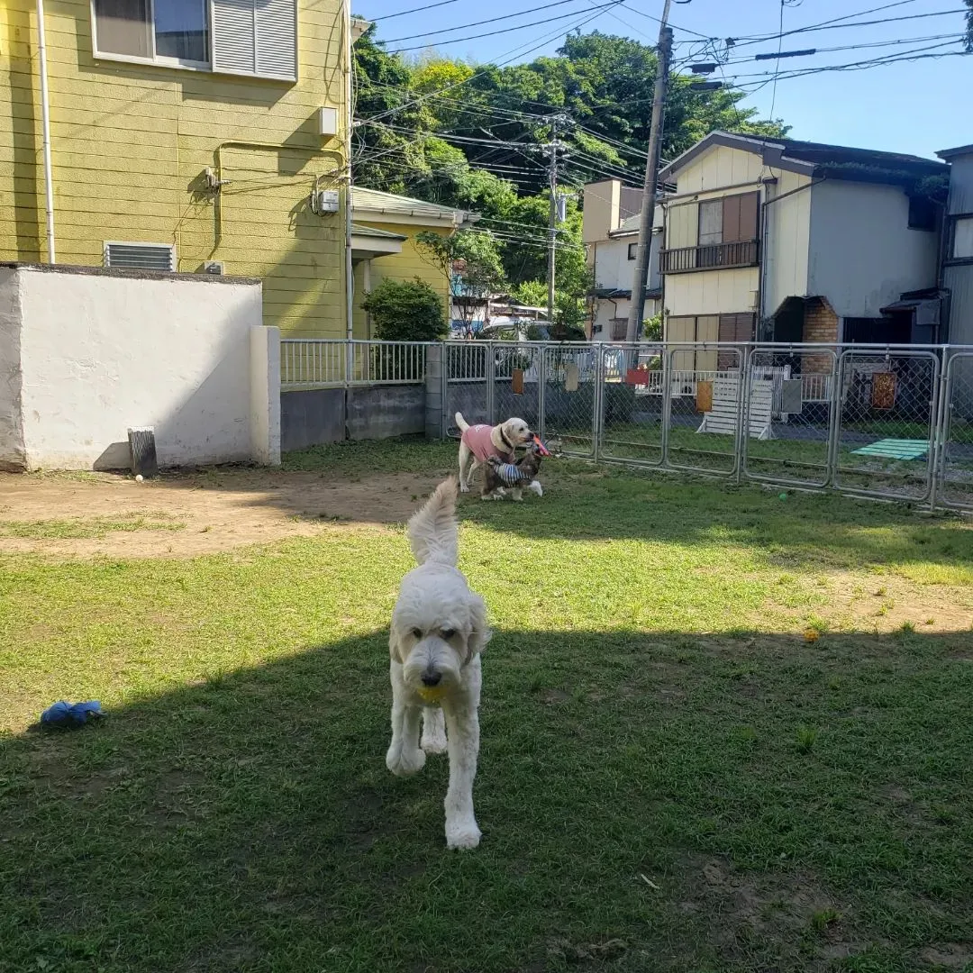 昨日はゼクス君と3ぴきでいっぱい遊びました♪