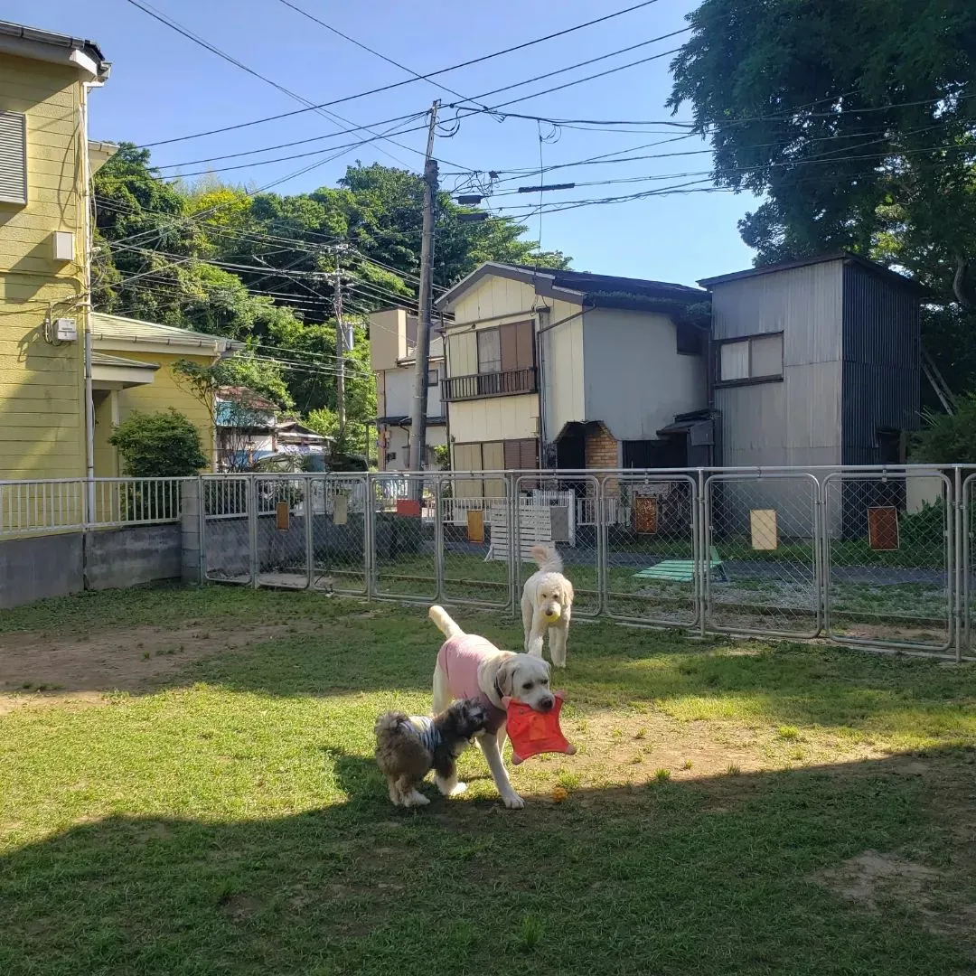 昨日はゼクス君と3ぴきでいっぱい遊びました♪