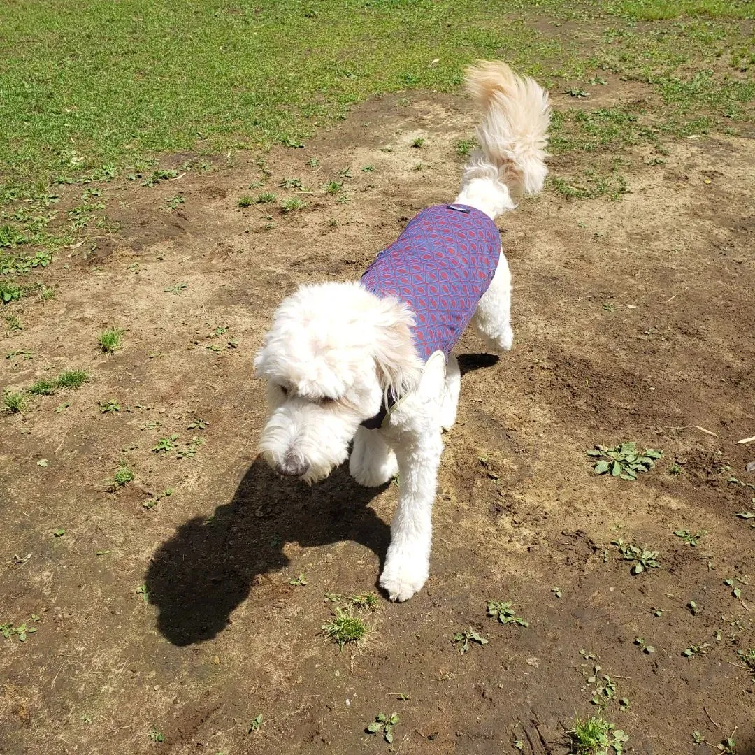 今日も朝から良いお天気です。