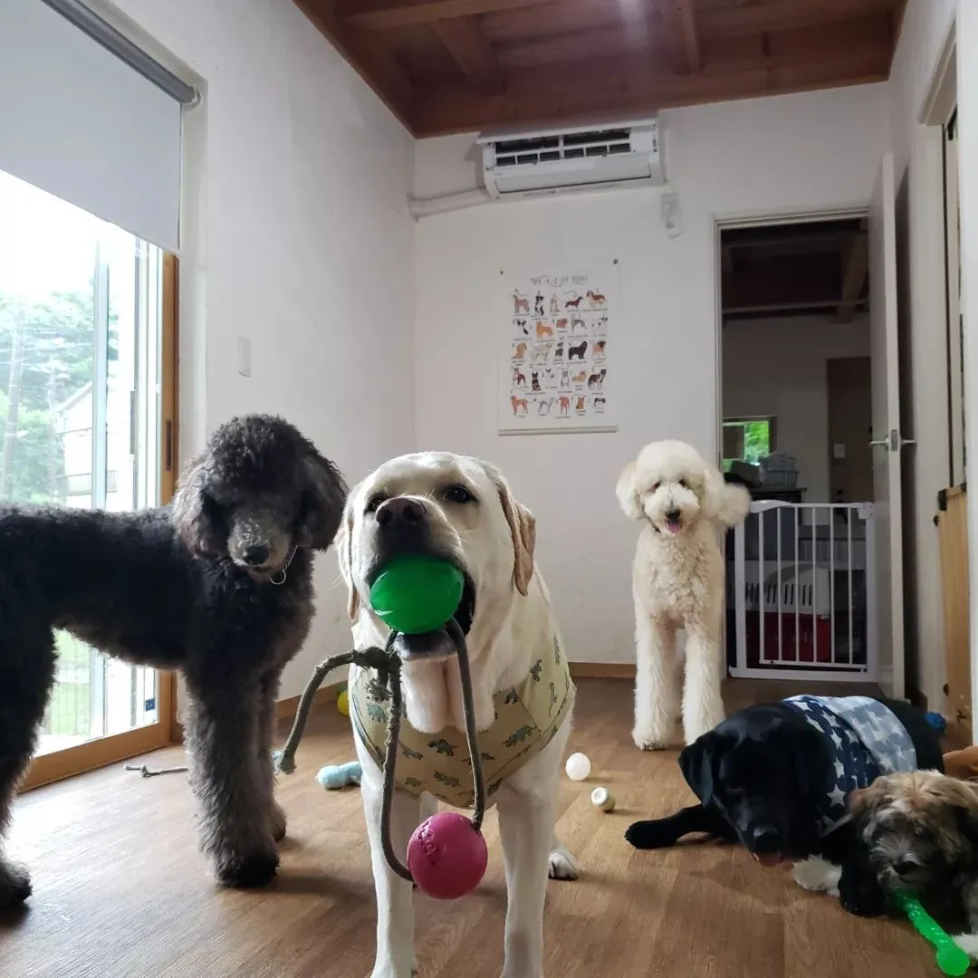 今日は生憎の雨なのでお部屋でおもちゃ遊び♪