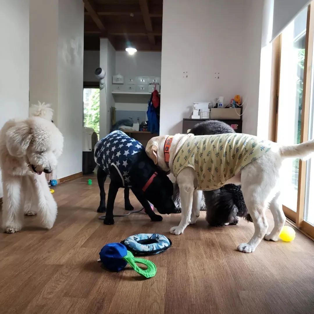 今日は生憎の雨なのでお部屋でおもちゃ遊び♪