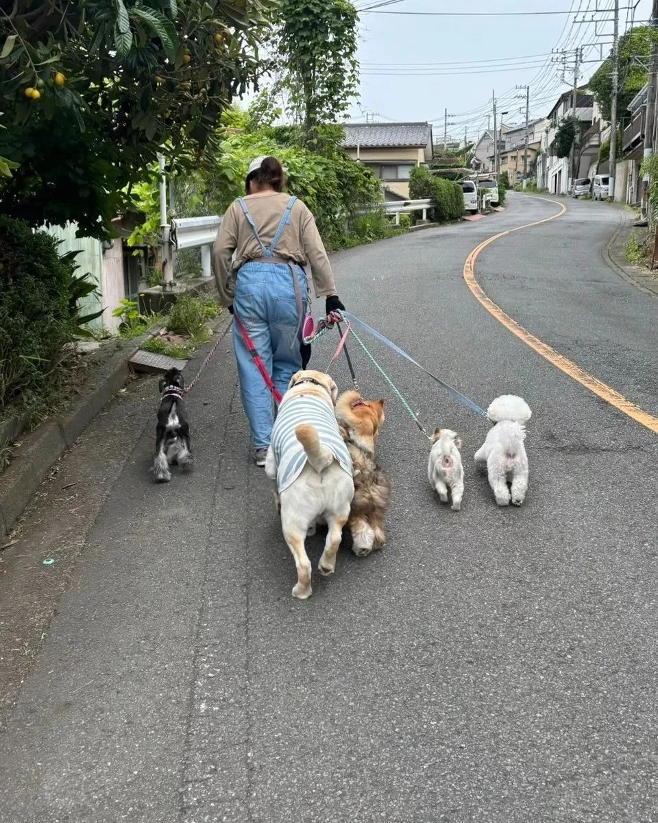 昨日もたくさんのわんこさんが来てくれました♪