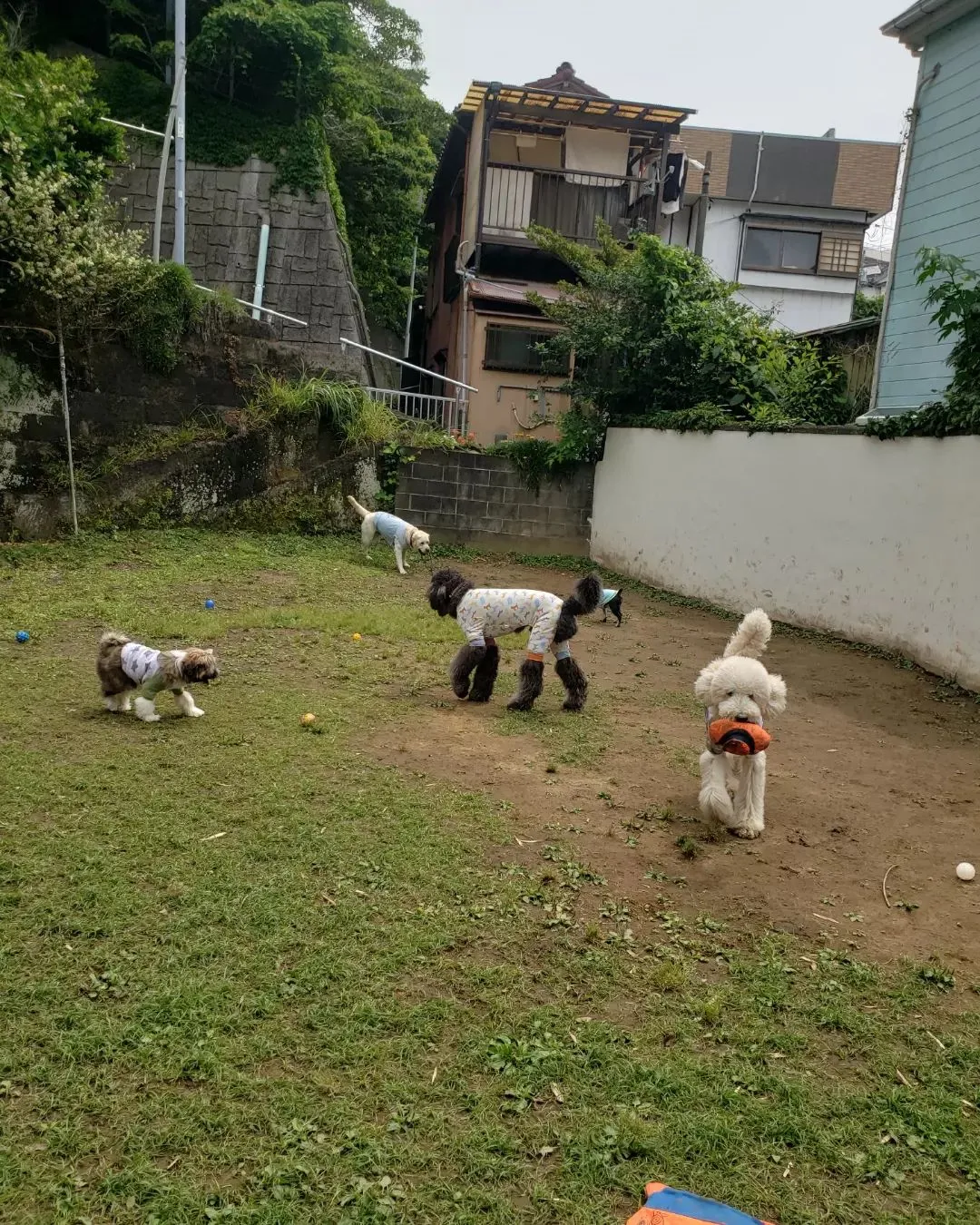 今日もたくさん遊んだわんこさん💓