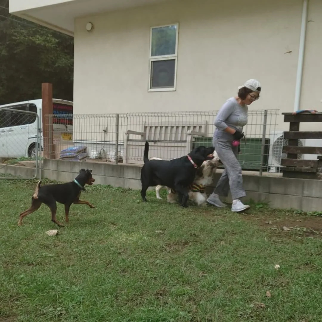 昨日もたくさんのわんこさんが来てくれました♪