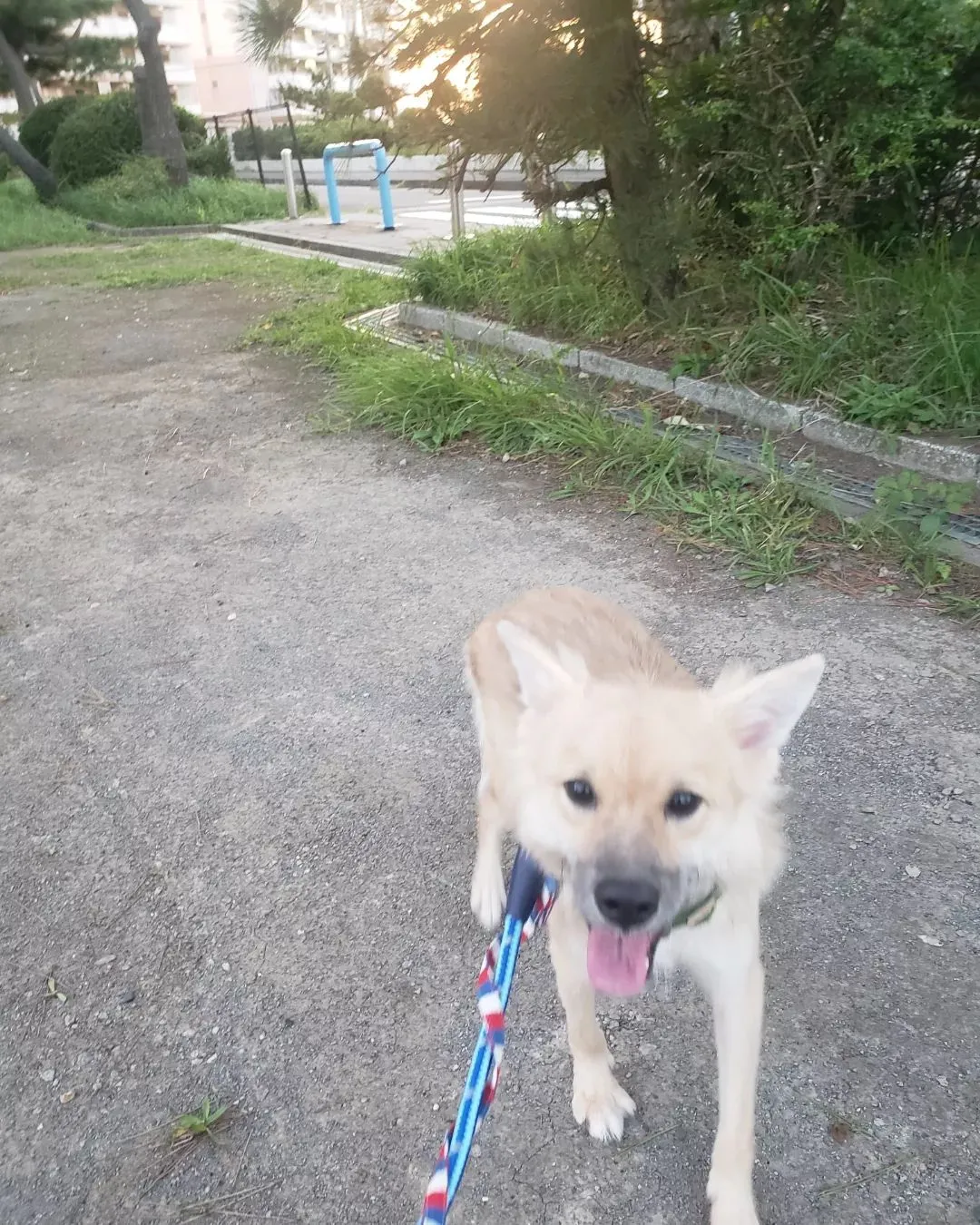 元野犬のカノア君♥️