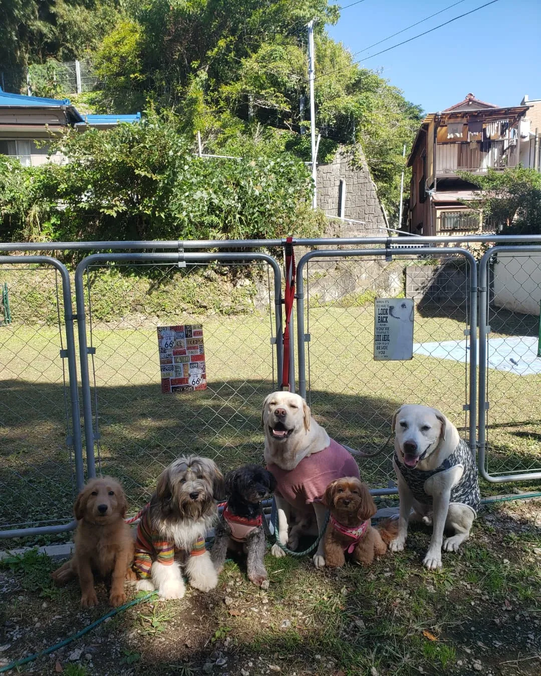 ランで遊ぶわんこさん💓