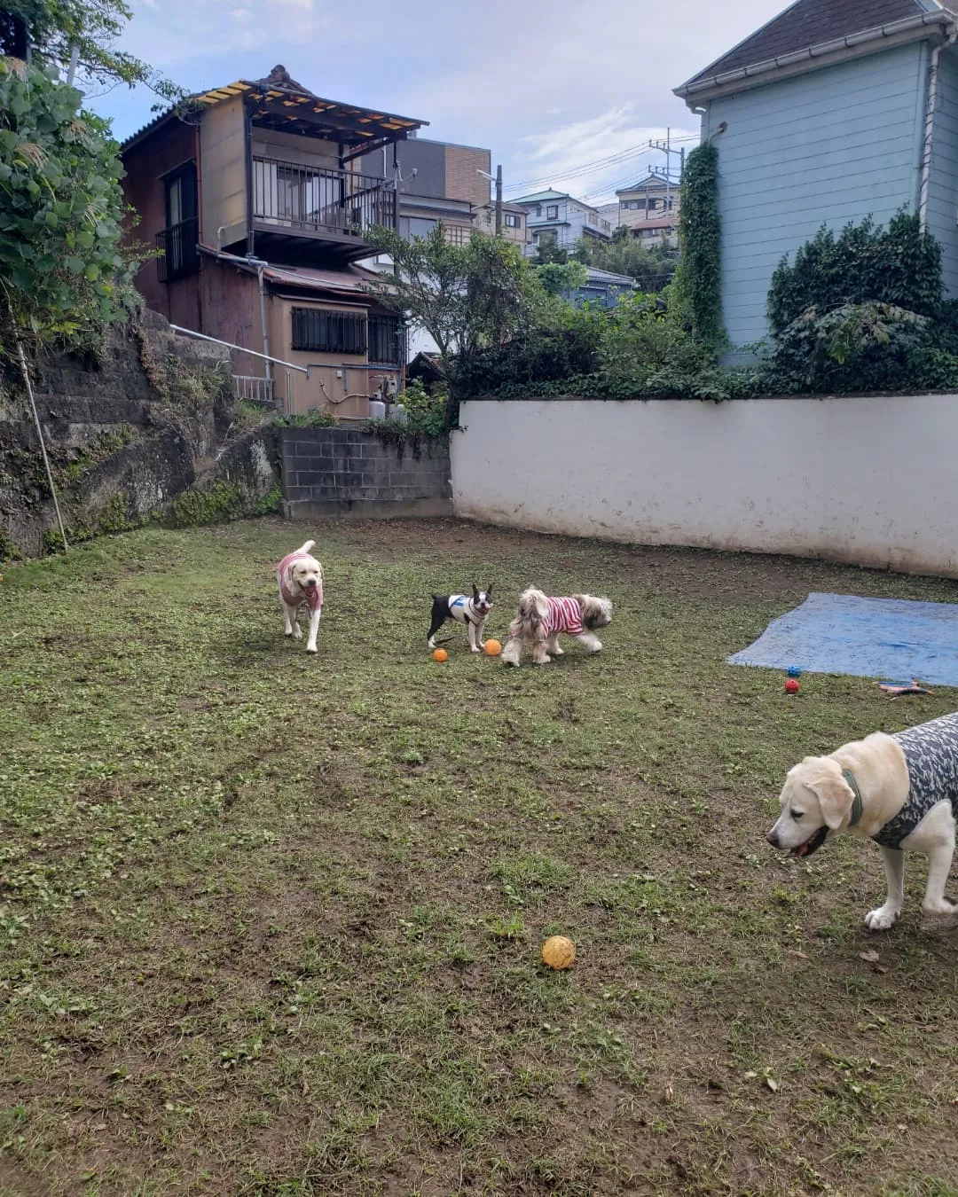 ランとお部屋で遊んだわんこさん♥️