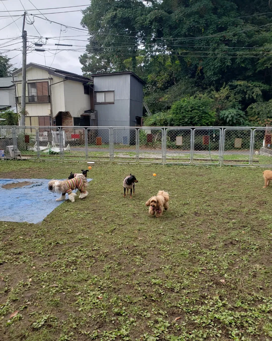 ランでたくさん遊んだわんこさん♥️